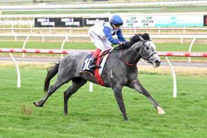 DERBY DREAMING FOR CROWN